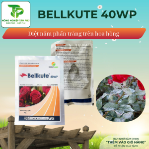 Bellkute 40WP đặc trị nấm phấn trắng dành cho hoa hồng và các loại hoa cây cảnh