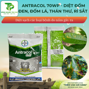  Antracol 70WP 100g đặc trị nấm thán thư, rỉ sắt, đốm đen, đốm lá, sương mai dành cho hoa cây cảnh