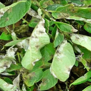 Alternative view of Alpine 80WG đặc trị thối rễ, xỉ mủ thân cây, mốc sương, chết nhanh, cháy bìa lá dành cho các loại hoa, cây cảnh