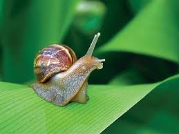 Alternative view of Tomahawk 4GR diệt sên nhớt, ốc sên chống sên cắn phá rễ cây, lá cây dành cho các loại hoa lan, cây cảnh