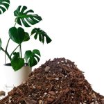 Giá thể, đất trồng