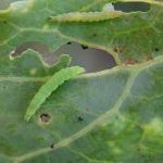 Thuốc trừ sâu/bệnh