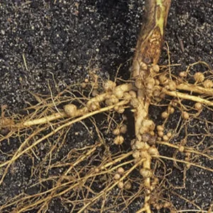 Alternative view of Anvil 5SC 20ml đặc trị nấm đốm lá, rỉ sắt, phấn trắng, khô vằn, vàng lá dành cho các loại hoa cây cảnh