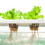 Dung dịch thủy canh/thủy sinh