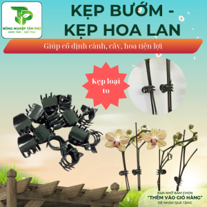 Alternative view of Kẹp bướm trung /đại, kẹp hoa lan, cây giống, cố định các loại hoa phong lan hồ điệp địa lan, làm đồ thủ công mỹ nghệ