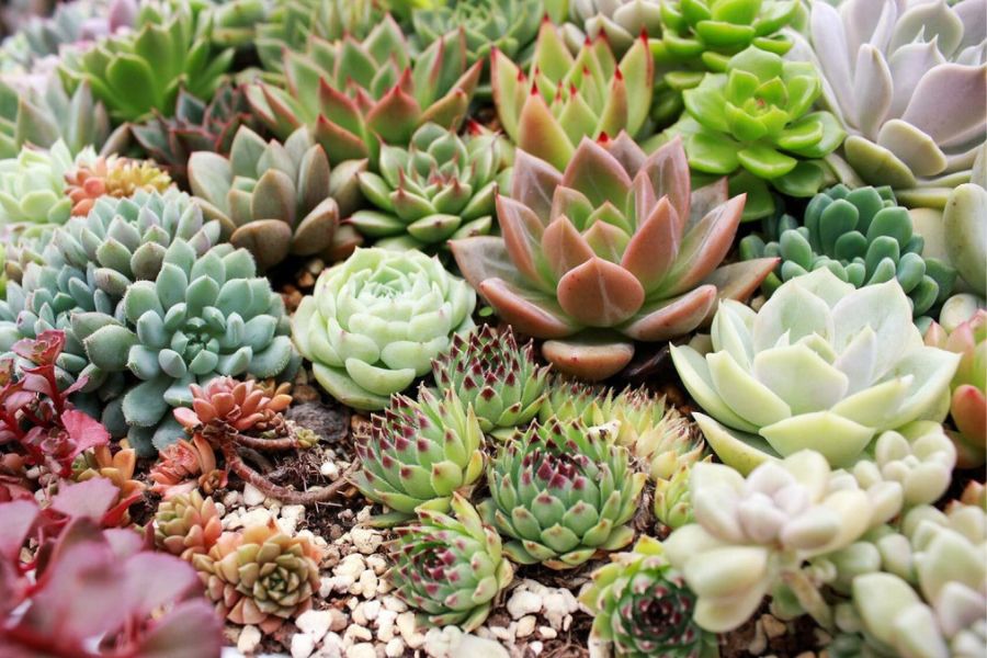 Đất trồng Namix, phân bón chuyên dùng cho xương rồng, sen đá, cây mọng nước, viên nén giúp sen đá lên màu đậm, khỏe cây - Ảnh 7