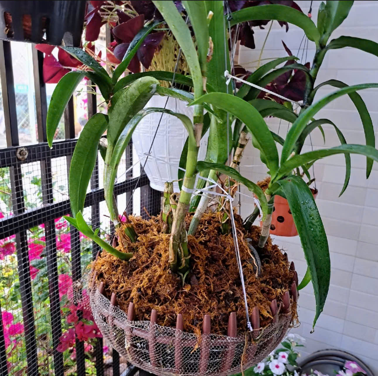 Rêu rừng khô 1kg trang trí chậu hoa, tiểu cảnh, làm ổ cho động vật và giữ ẩm cho chậu hoa lan, kiểng lá, monstera - Ảnh 4