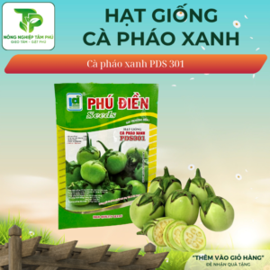 Hạt giống cà pháo xanh PD301