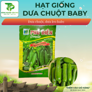 Hạt giống dưa chuột BaBy PD054