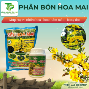 Phân bón siêu hoa mai giúp cây khỏe, sai hoa, bung đọt nảy chồi, trổ bông đều, kích ra hoa nhiều