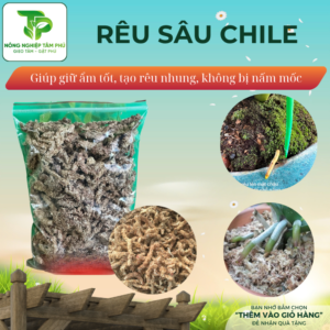 Rêu sâu Chile giúp giữ ẩm tốt, giữ bề mặt chậu luôn ẩm, tạo ra rêu nhung xanh dành cho các loại hoa lan, cây cảnh