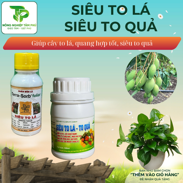 Siêu to lá - to quả giúp lá to - cây khỏe, tăng khả năng đậu quả, hạn chế rụng quả non, màu quả đẹp - Ảnh 3