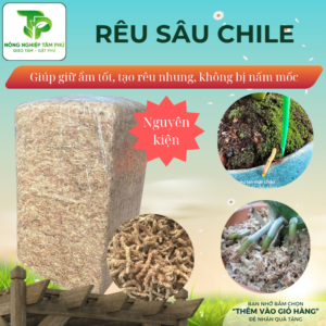 Alternative view of Rêu sâu Chile giúp giữ ẩm tốt, giữ bề mặt chậu luôn ẩm, tạo ra rêu nhung xanh dành cho các loại hoa lan, cây cảnh