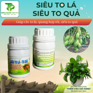 Alternative view of Siêu to lá - to quả giúp lá to - cây khỏe, tăng khả năng đậu quả, hạn chế rụng quả non, màu quả đẹp