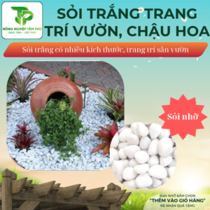 Alternative view of Sỏi trắng, đá trắng trang trí sân vườn, dải bề mặt chậu trồng cây nội thất, có nhiều kích thước