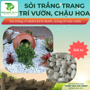 Sỏi trắng, đá trắng trang trí sân vườn, dải bề mặt chậu trồng cây nội thất, có nhiều kích thước