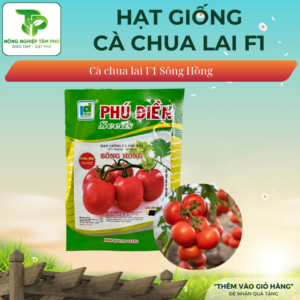 Hạt giống cà chua chịu nhiệt F1 Sông Hồng