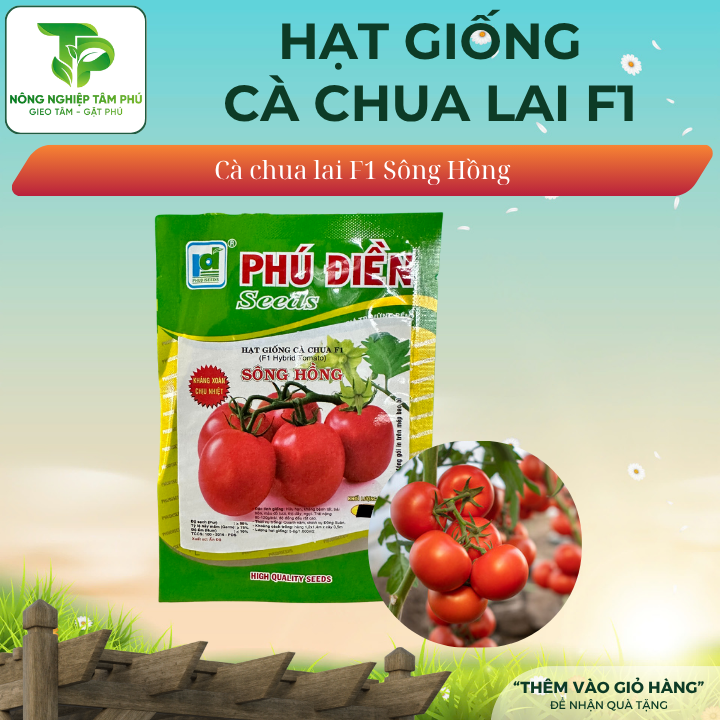 Hạt giống cà chua chịu nhiệt F1 Sông Hồng