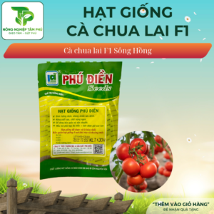 Alternative view of Hạt giống cà chua chịu nhiệt F1 Sông Hồng