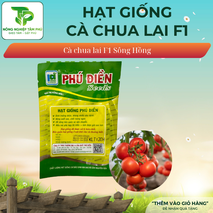 Hạt giống cà chua chịu nhiệt F1 Sông Hồng - Ảnh 2