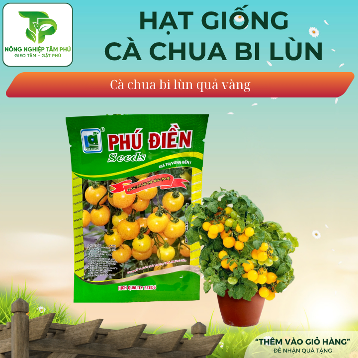 Hạt giống cà chua Bi lùn quả màu đỏ/ màu vàng - Ảnh 2