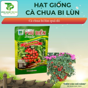 Hạt giống cà chua Bi lùn quả màu đỏ/ màu vàng