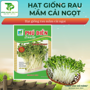 Hạt giống rau mầm rau cải ngọt