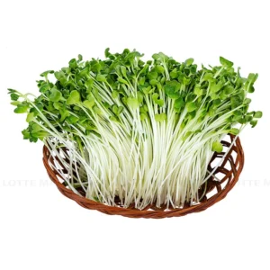 Alternative view of Hạt giống rau mầm rau cải ngọt