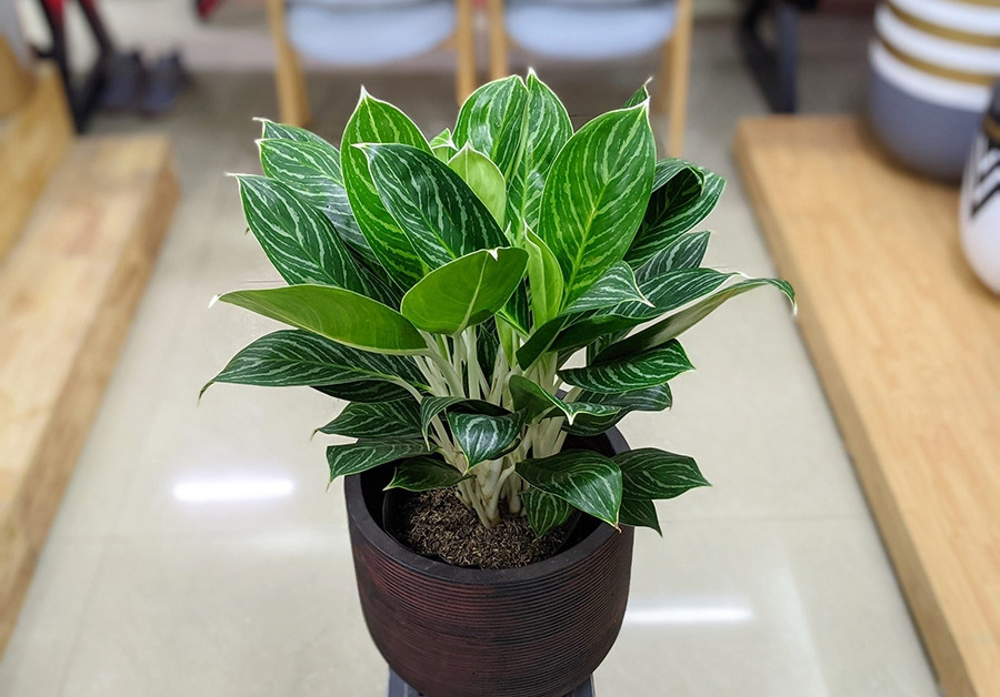 Phân bón kiểng lá monstera, cây trồng trong nhà, cây nội thất - văn phòng, trầu bà, kim tiền,... giúp cây khỏe, xanh lá, cứng cây - Ảnh 3