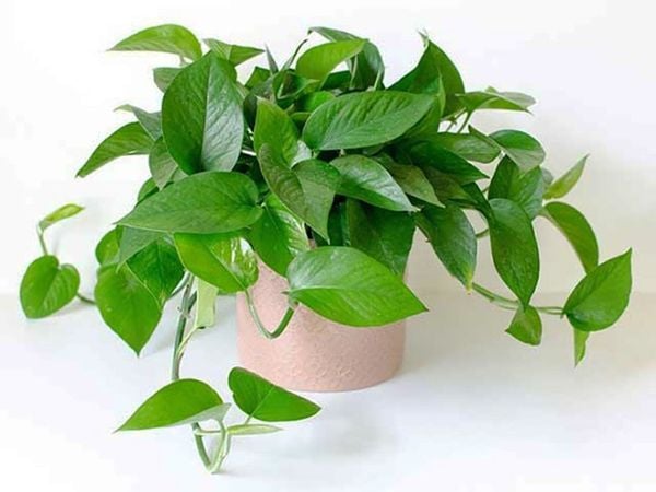 Phân bón kiểng lá monstera, cây trồng trong nhà, cây nội thất - văn phòng, trầu bà, kim tiền,... giúp cây khỏe, xanh lá, cứng cây - Ảnh 4