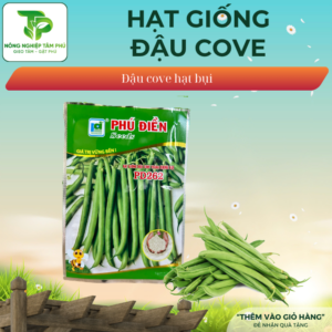 Hạt giống đậu cove bụi hạt trắng PD262