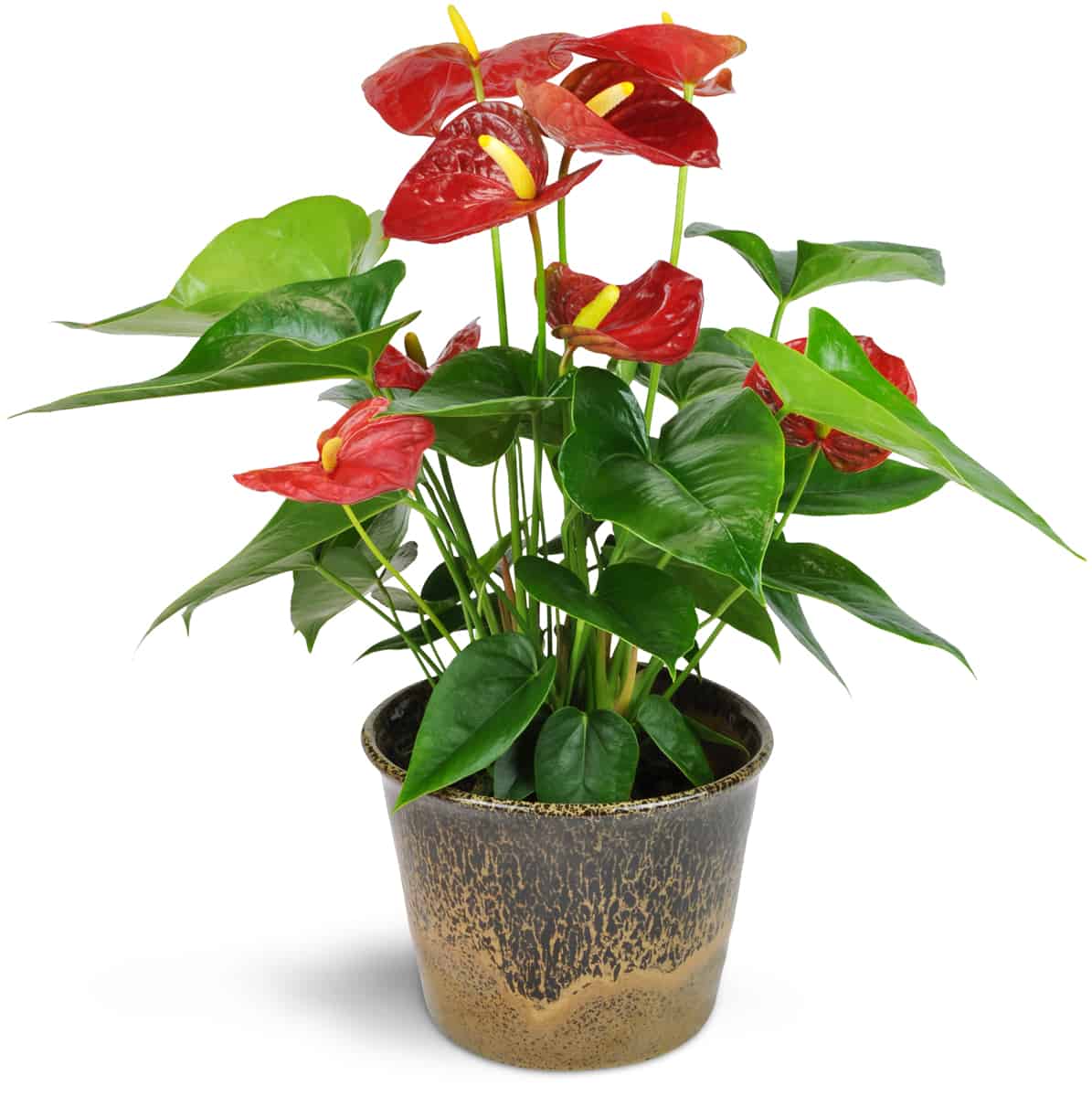 Phân bón kiểng lá monstera, cây trồng trong nhà, cây nội thất - văn phòng, trầu bà, kim tiền,... giúp cây khỏe, xanh lá, cứng cây - Ảnh 5