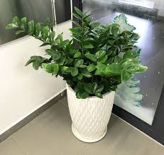 Phân bón kiểng lá monstera, cây trồng trong nhà, cây nội thất - văn phòng, trầu bà, kim tiền,... giúp cây khỏe, xanh lá, cứng cây - Ảnh 6