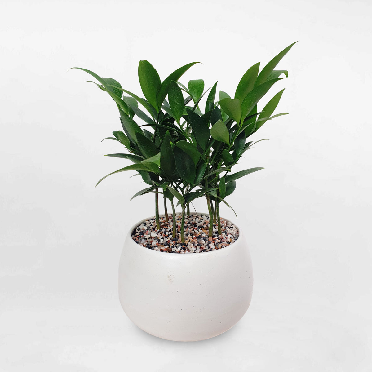 Phân bón kiểng lá monstera, cây trồng trong nhà, cây nội thất - văn phòng, trầu bà, kim tiền,... giúp cây khỏe, xanh lá, cứng cây - Ảnh 7