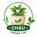 Chậu trồng cây