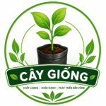 Cây giống