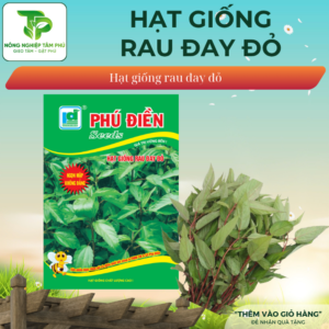 Hạt giống rau đay đỏ