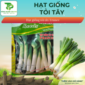 Hạt giống Tỏi tây France