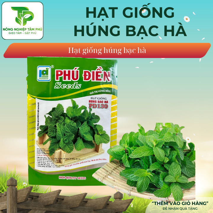 Hạt giống húng bạc hà PD130