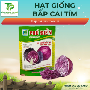 Hạt giống bắp cải tím