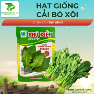 Hạt giống cải bó xôi