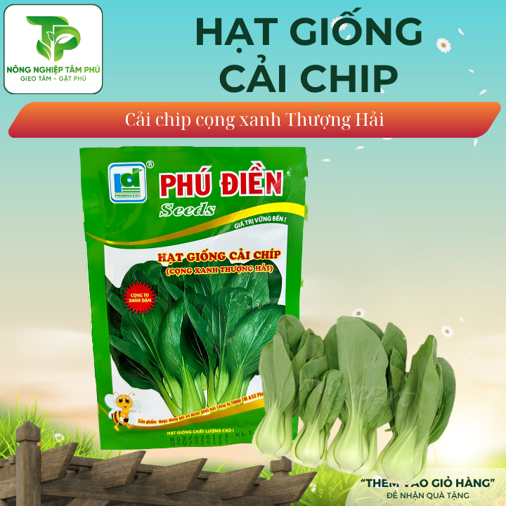 Hạt giống cải chip cọng xanh PD514
