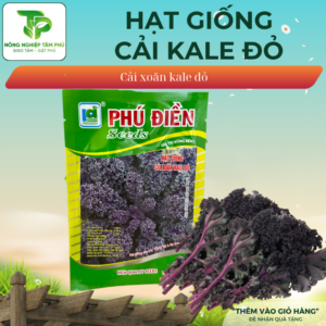 Alternative view of Hạt giống cải Kale Xanh, Kale Đỏ