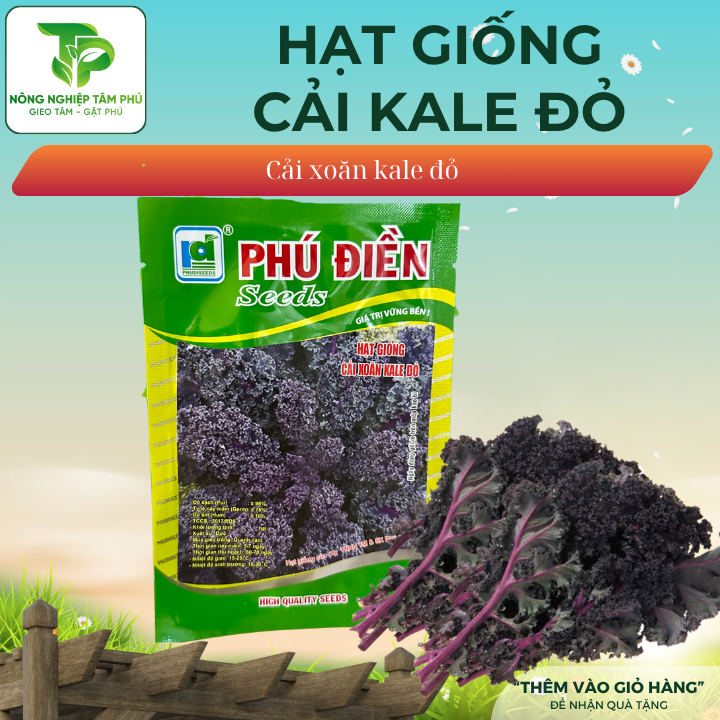 Hạt giống cải Kale Xanh, Kale Đỏ - Ảnh 2