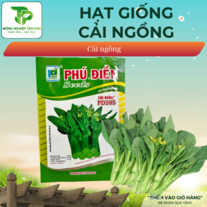 Hạt giống rau cải ngồng