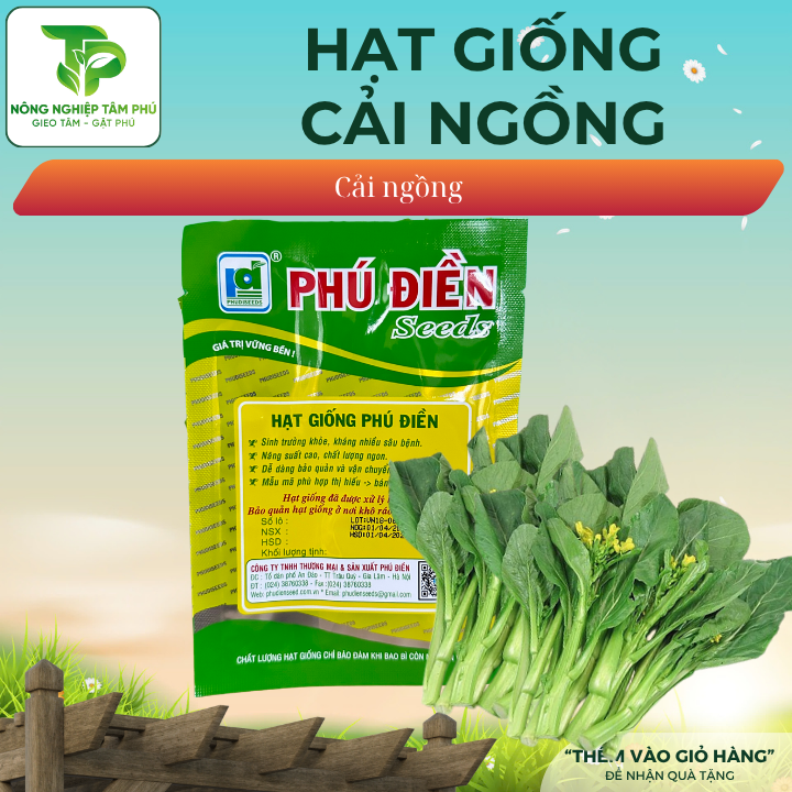 Hạt giống rau cải ngồng - Ảnh 2