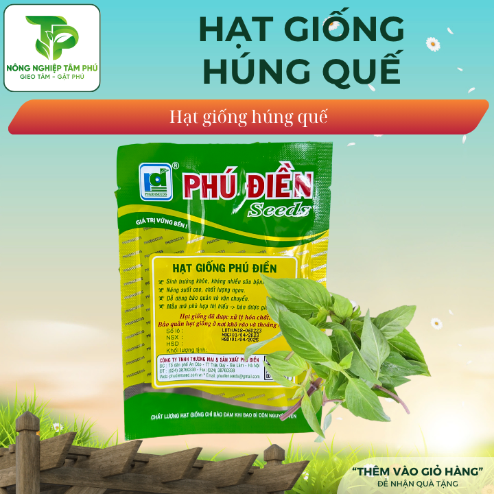 Hạt giống rau húng quế cao sản - Ảnh 2