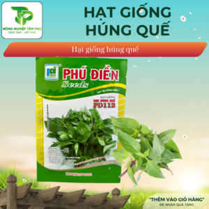 Hạt giống rau húng quế cao sản