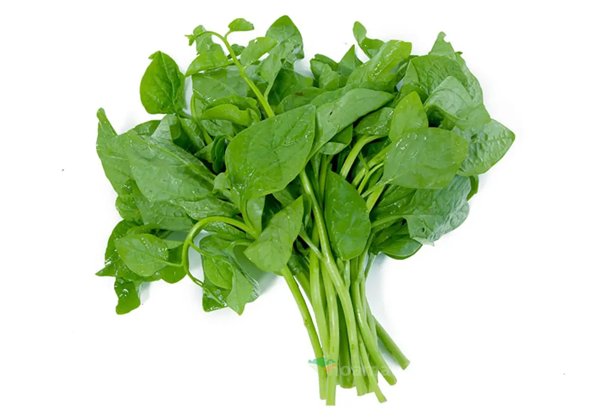 Hạt giống mồng tơi cao sản - Ảnh 3