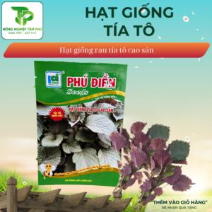 Hạt giống tía tô cao sản